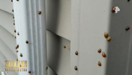 Загадки человечества с Олегом Шишкиным смотреть онлайн Rufilm.TV Загадки человечества с Олегом Шишкиным